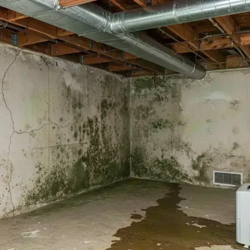 Professional Mold Removal in Islamorada, FL